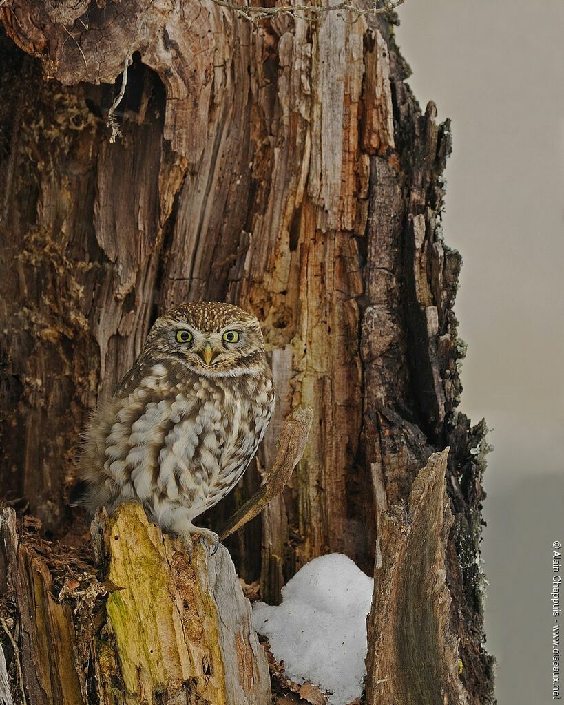 Little Owladult post breeding, identification, Behaviour