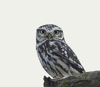 Little Owl