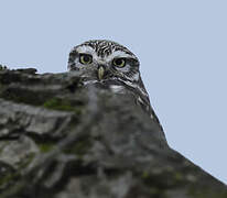 Little Owl