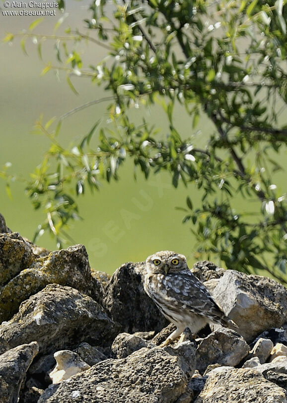 Little Owladult breeding, identification, Behaviour