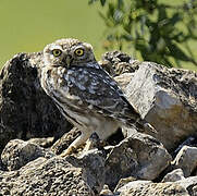 Little Owl