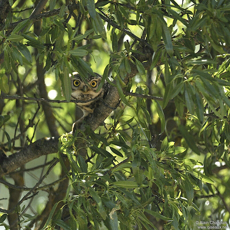 Chevêche d'Athénaadulte nuptial, identification, Comportement