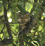 Little Owl