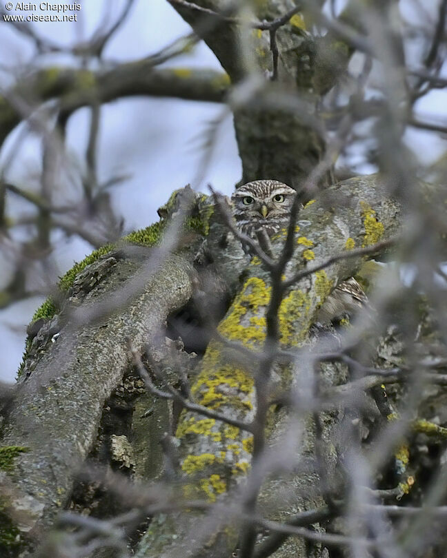 Little Owladult post breeding, identification, Behaviour