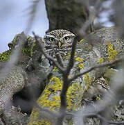 Little Owl