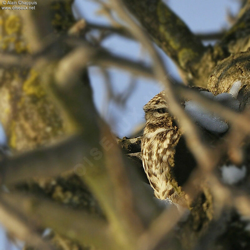 Little Owladult post breeding, identification, Behaviour