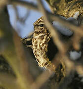 Little Owl