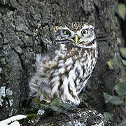 Little Owl