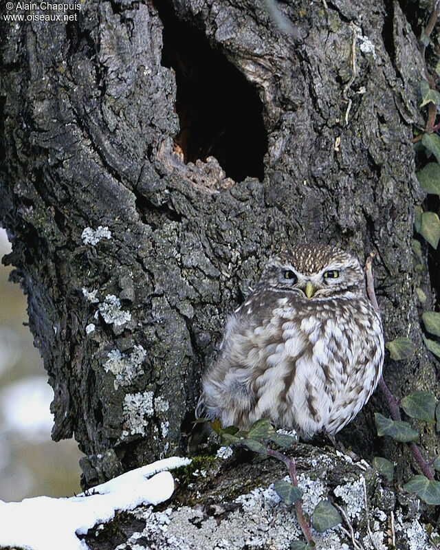 Chevêche d'Athénaadulte, identification, Comportement