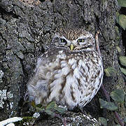 Little Owl