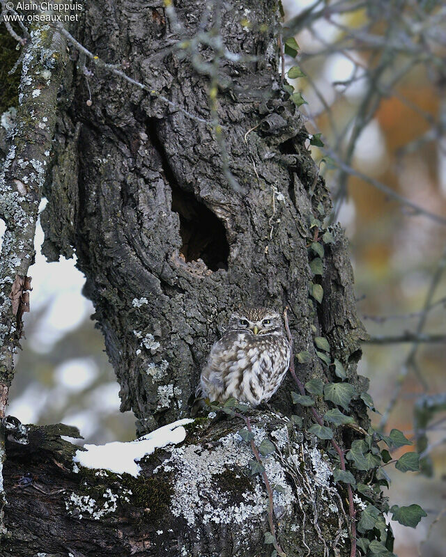 Chevêche d'Athénaadulte, identification, Comportement