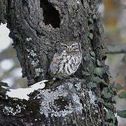 Little Owl