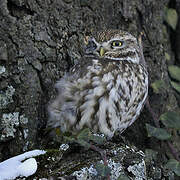 Little Owl