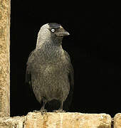 Western Jackdaw