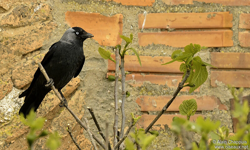 Choucas des toursadulte nuptial, identification, Comportement