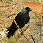 Western Jackdaw