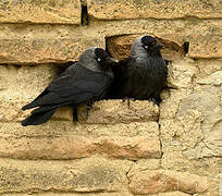 Western Jackdaw