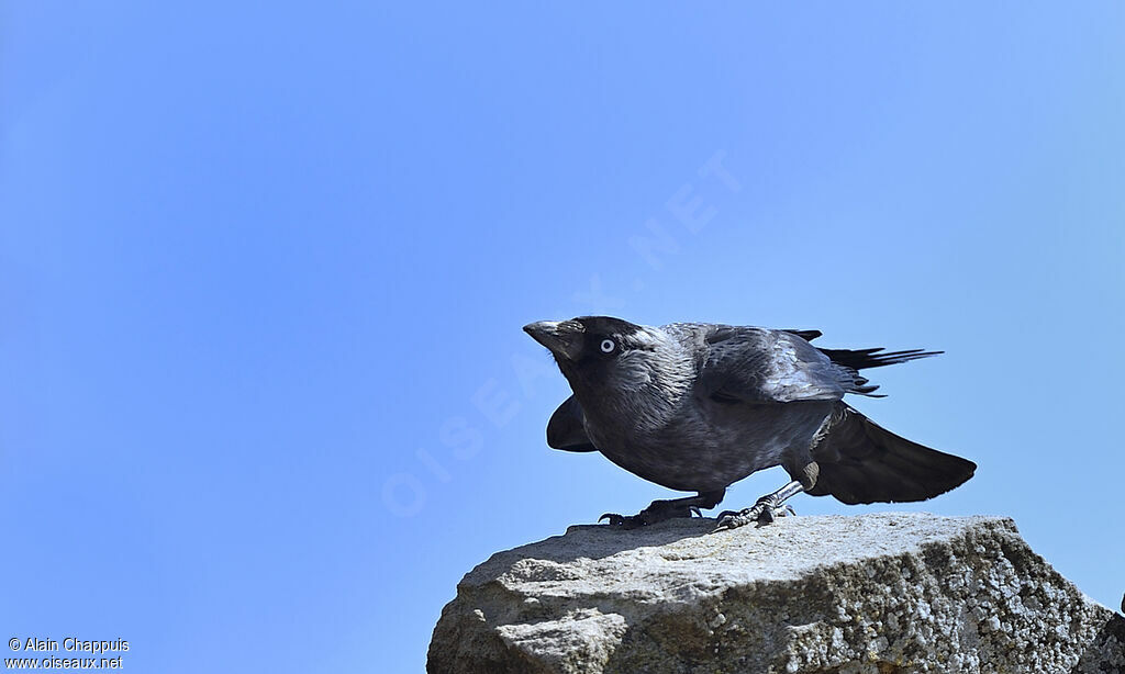 Western Jackdawadult, identification, Flight, Behaviour