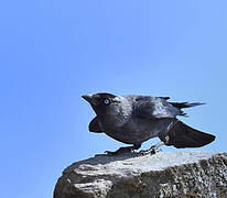 Western Jackdaw