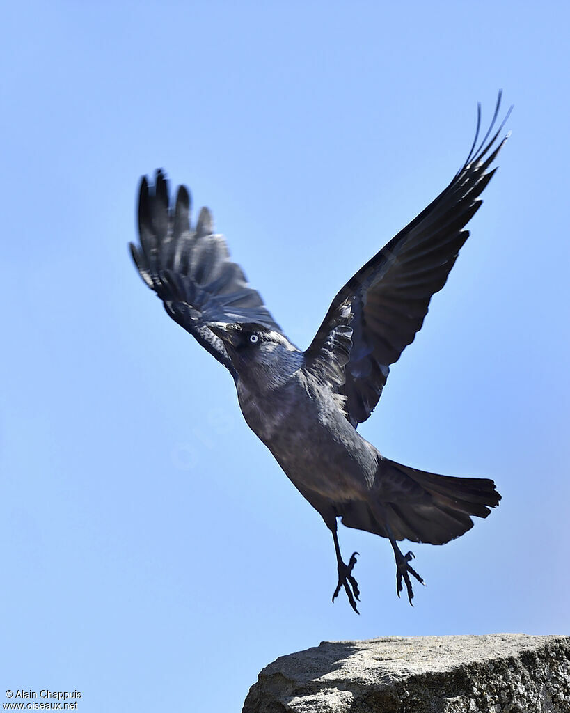 Western Jackdawadult, identification, Flight, Behaviour