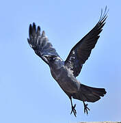 Western Jackdaw