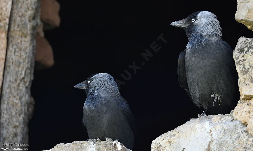 Choucas des tours, identification