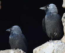 Western Jackdaw