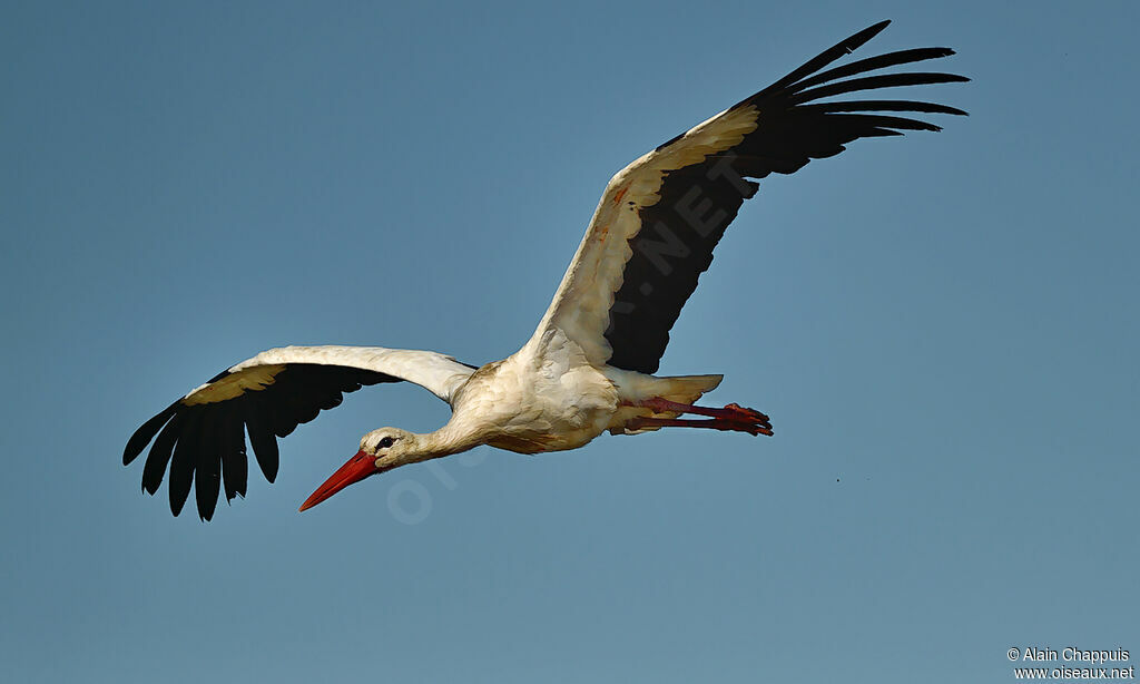 Cigogne blancheadulte, identification, Vol, Comportement