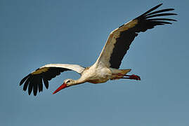 White Stork