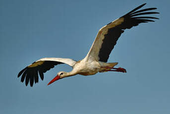 Cigogne blanche