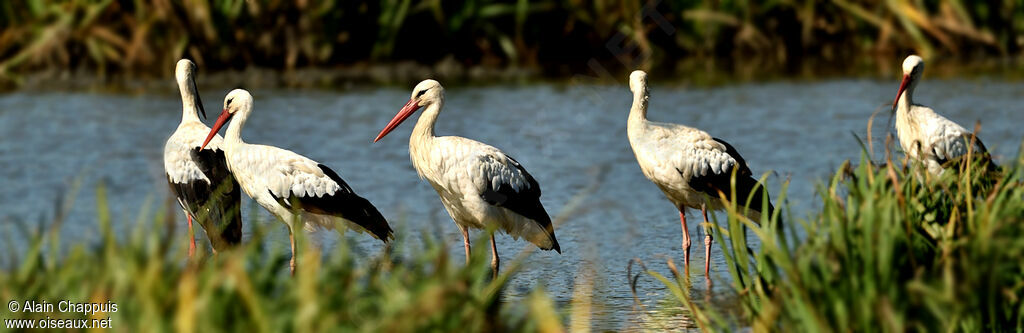 White Storkadult, identification, Behaviour