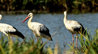 Cigogne blanche