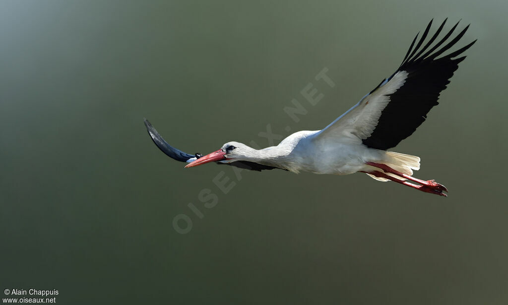 Cigogne blancheadulte, Vol