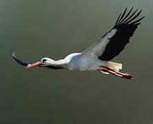 White Stork