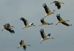 White Stork