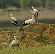 Cigogne blanche