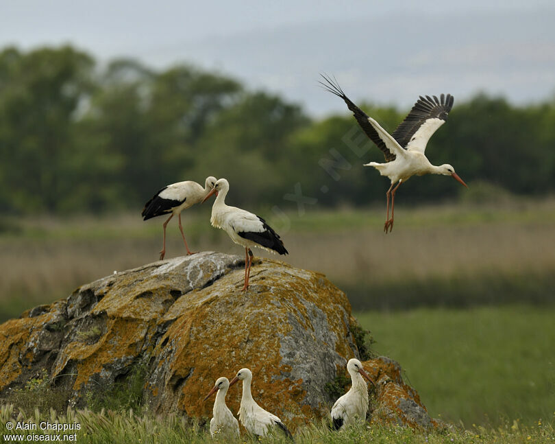 Cigogne blancheadulte, Vol, Comportement