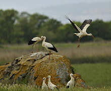 White Stork