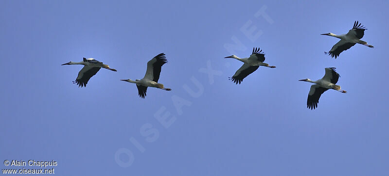 Cigogne blancheadulte, Vol