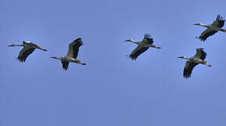 White Stork