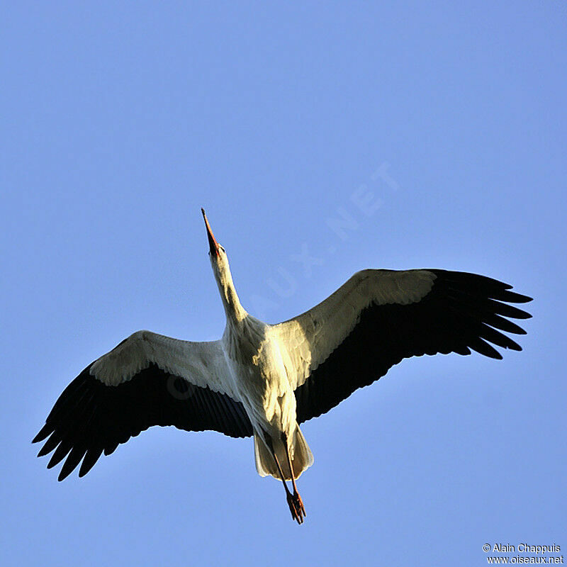 Cigogne blancheadulte, Vol