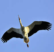 White Stork