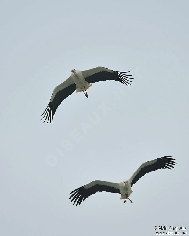 Cigogne blancheadulte, identification, Vol, Comportement