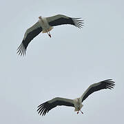 White Stork