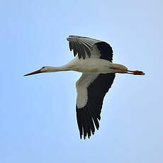 Cigogne blanche