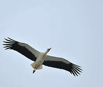 Cigogne blanche