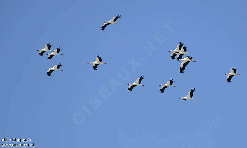 Cigogne blancheadulte, Vol, Comportement