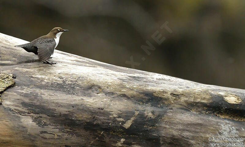 White-throated Dipperadult, Behaviour