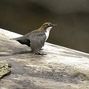 White-throated Dipper