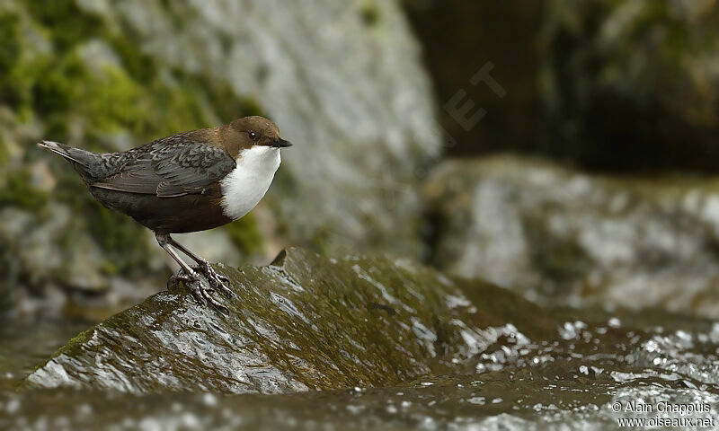 White-throated Dipperadult, identification, Behaviour